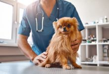 Dog Spaying: Everything You Need to Know