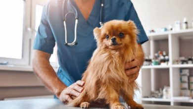 Dog Spaying: Everything You Need to Know